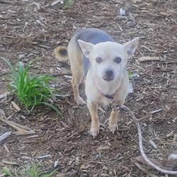 Reunited Female Dog last seen MLK Blvd and Moline St 80238, Denver, CO 80239