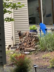 Reunited Female Dog last seen Village drive and Lily Bay Ct, Lake Oswego, OR 97034
