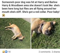 Found/Stray Unknown Dog last seen Harry woodlawn, Wichita, KS 67218