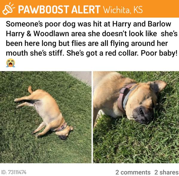 Found/Stray Unknown Dog last seen Harry woodlawn, Wichita, KS 67218