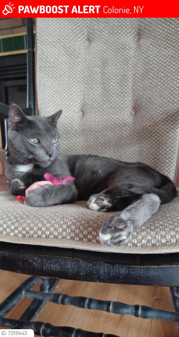 Lost Male Cat last seen Hulett Drive & Riveria Drive, Colonie, NY 12110