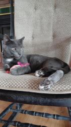 Lost Male Cat last seen Hulett Drive & Riveria Drive, Colonie, NY 12110