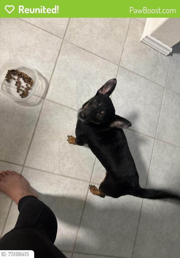 Reunited Male Dog last seen On W Hausman Rd in the street, San Antonio, TX 78249
