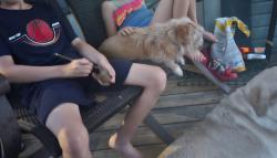 Reunited Male Dog last seen Mallard rd and hawk rd, Upshur County, TX 75640