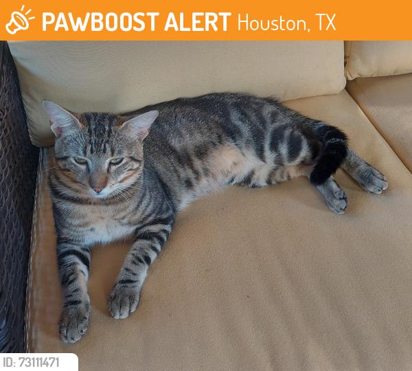 Found/Stray Male Cat last seen Bay Area Blvd at Middlebrook, Houston, TX 77059
