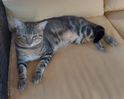 Found/Stray Male Cat last seen Bay Area Blvd at Middlebrook, Houston, TX 77059