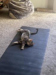 Reunited Male Cat last seen Near n Cheri Lynn dr, Chandler, AZ 85225