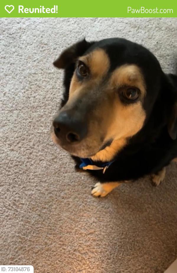 Reunited Male Dog last seen Virginia and Custer, McKinney, TX 75071