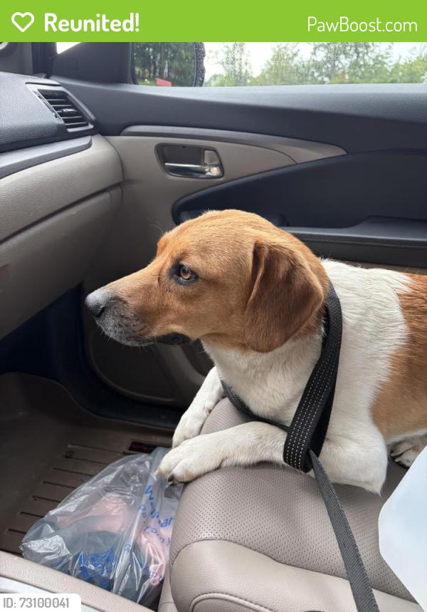 Reunited Male Dog last seen Near ransom rd, Ransom Township, PA 18518