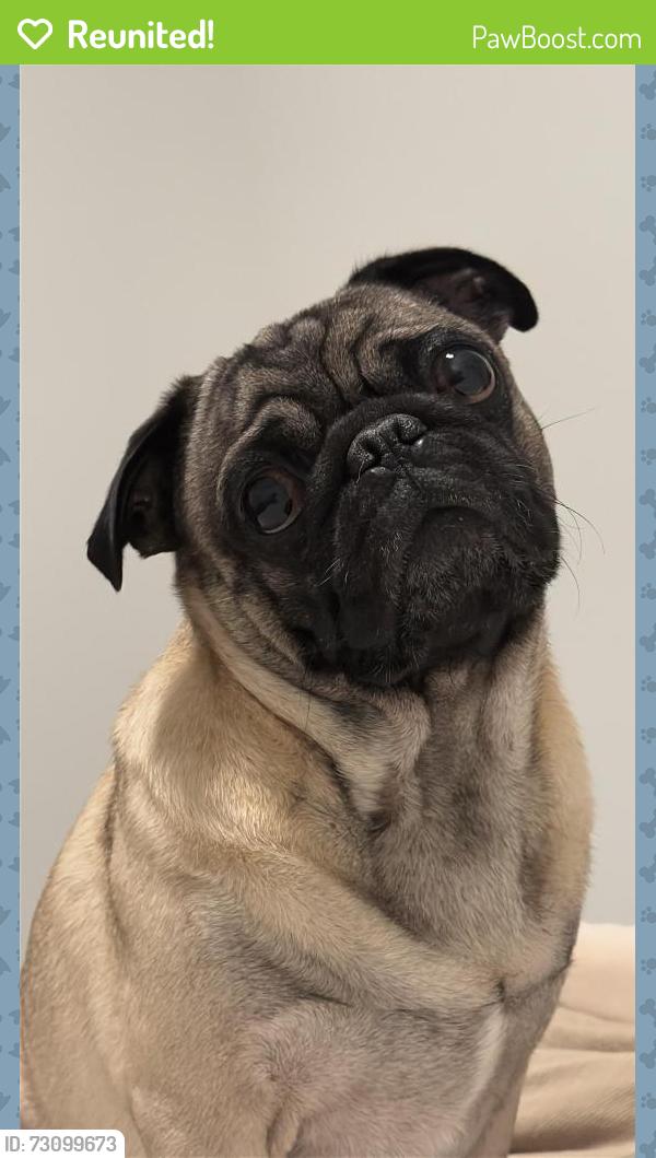 Reunited Male Dog last seen Near estepona ave, Doral, FL 33178