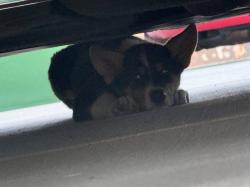 Found/Stray Unknown Dog last seen Under car, Los Angeles, CA 90001