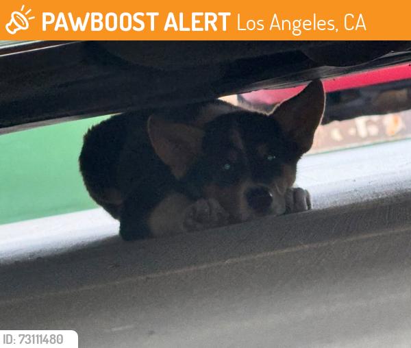 Found/Stray Unknown Dog last seen Under car, Los Angeles, CA 90001
