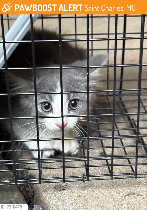 Rehomed Female Cat last seen Near Talbridge, Saint Charles, MO 63301