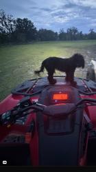 Reunited Female Dog last seen Claire lane, Jacksonville, FL 32223