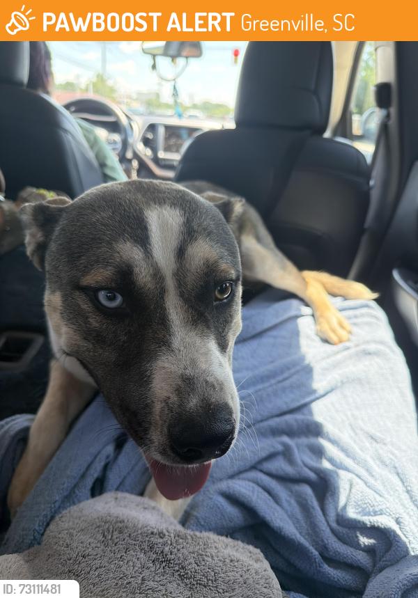 Found/Stray Male Dog last seen East North and Sedgefield Dr, Greenville, SC 29615