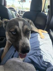 Found/Stray Male Dog last seen East North and Sedgefield Dr, Greenville, SC 29615