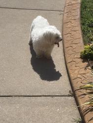 Reunited Female Dog last seen Core Ave & Fountain Blvd, Oklahoma City, OK 73170