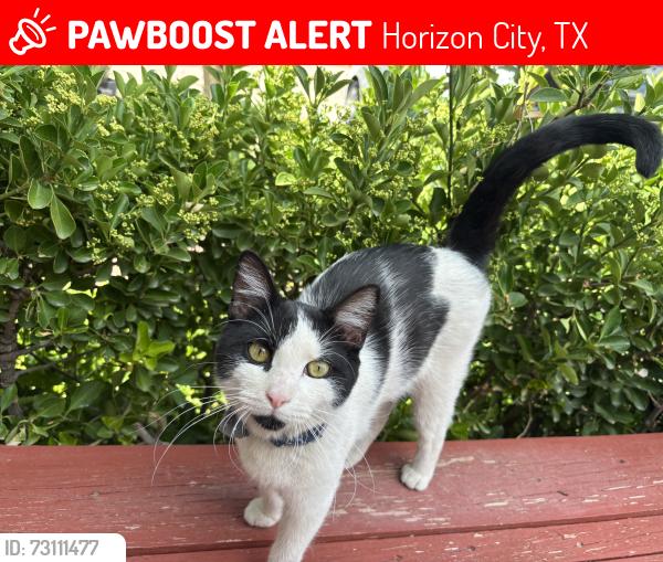 Lost Male Cat last seen desierto bueno/desierto bello, Horizon City, TX 79928
