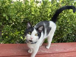 Lost Male Cat last seen desierto bueno/desierto bello, Horizon City, TX 79928