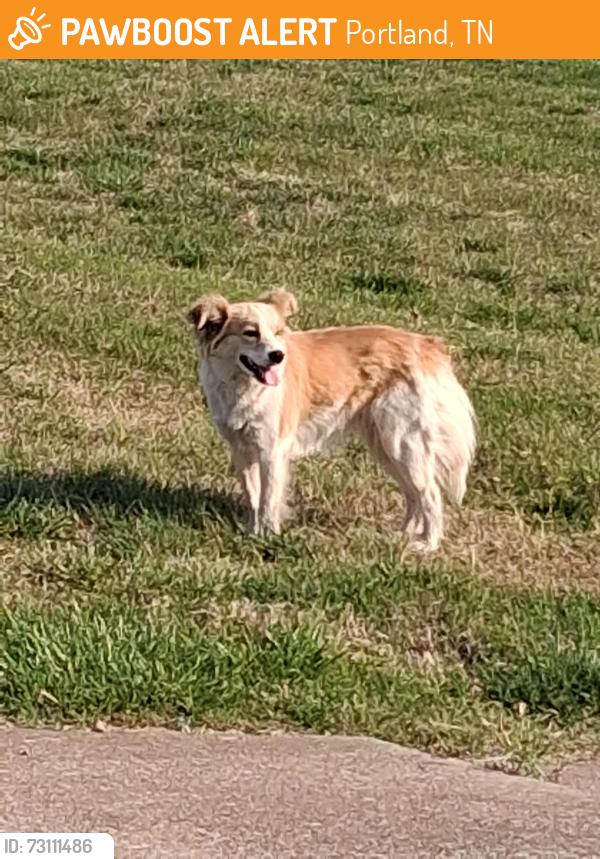 Found/Stray Female Dog last seen Industrial drive, Faultless drive, Portland, TN 37148