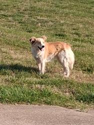 Found/Stray Female Dog last seen Industrial drive, Faultless drive, Portland, TN 37148