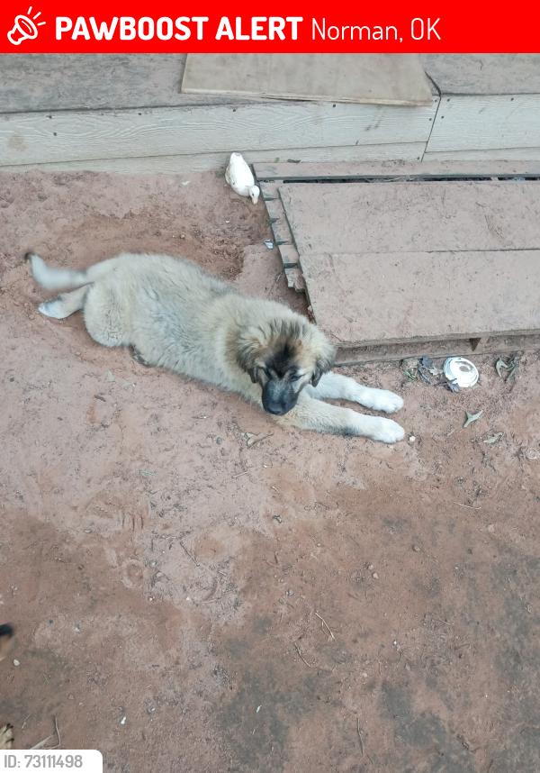 Lost Male Dog last seen 84th ave se, Norman, OK 73068