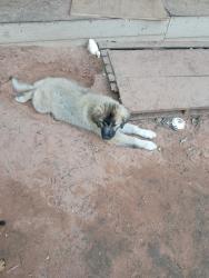 Lost Male Dog last seen 84th ave se, Norman, OK 73068