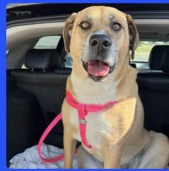 Reunited Female Dog last seen Holy name of Jesus catholic church, Fort Worth, TX 76105