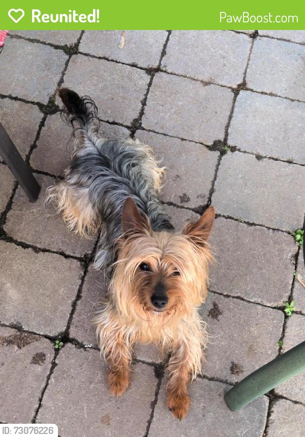 Reunited Male Dog last seen María Reina De La Paz Parish-St. Laurence O’Toole Church, Hartford, CT 06106