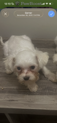 Lost Male Dog last seen White oak ridge drive, Garner, NC 27529