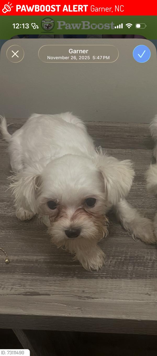 Lost Male Dog last seen White oak ridge drive, Garner, NC 27529