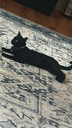 Reunited Female Cat last seen Near Arizona St SE, Albuquerque, NM 87108, USA, Albuquerque, NM 87108