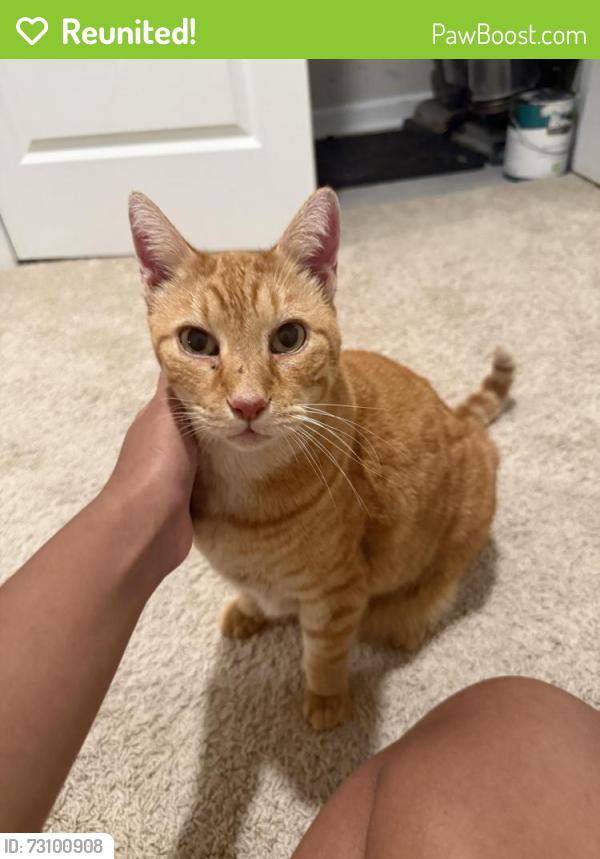 Reunited Male Cat last seen Rainy ct, Hoschton, GA, 30548, Hoschton, GA 30548