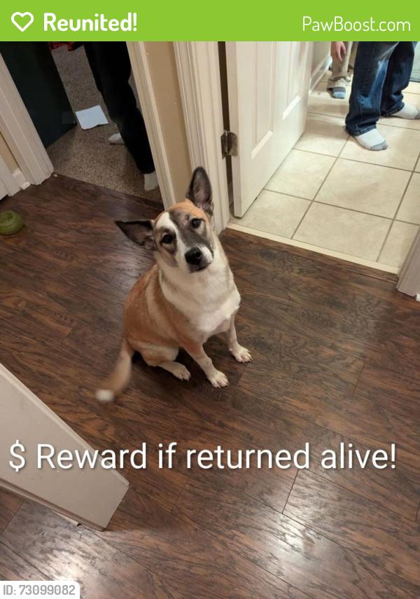 Reunited Female Dog last seen Cornwall Rd and Shady Glen Cove, Horn Lake, MS 38637