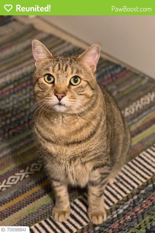 Reunited Male Cat last seen Riverside of La Riviera between Mediterranean Way and Lido Ct, Sacramento, CA 95826