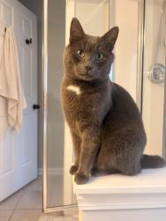 Lost Male Cat last seen River Street & Willow Bloosom Lane, Duncan, SC 29334