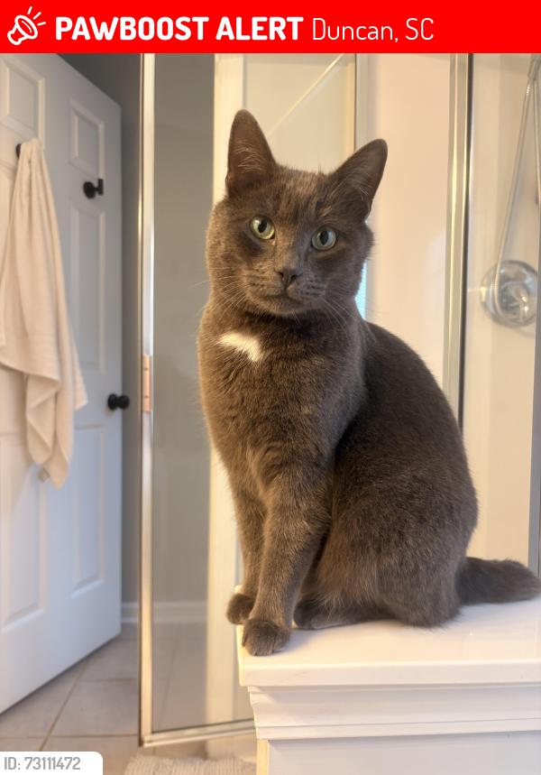 Lost Male Cat last seen River Street & Willow Bloosom Lane, Duncan, SC 29334