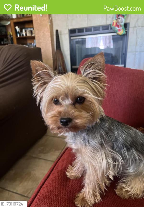 Reunited Female Dog last seen Kayuga St & 2nd Ave, Victorville, CA 92395