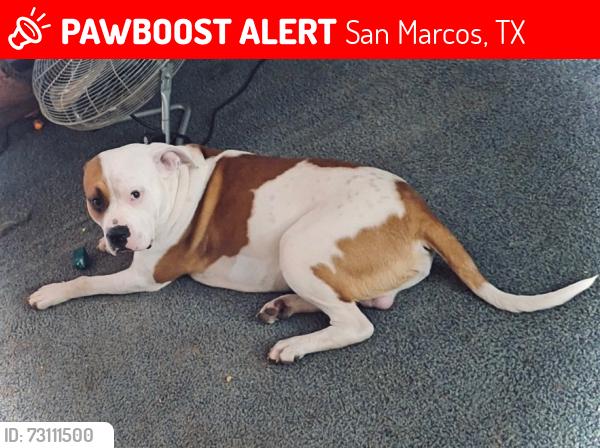 Lost Male Dog last seen  Hilliard and owl hollow, San Marcos, TX 78666