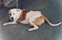 Lost Male Dog last seen  Hilliard and owl hollow, San Marcos, TX 78666