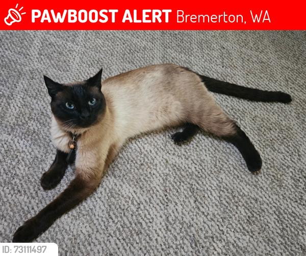 Lost Male Cat last seen Cottage Bay apmts, Bremerton, WA 98311