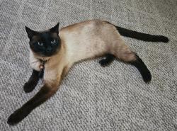 Lost Male Cat last seen Cottage Bay apmts, Bremerton, WA 98311