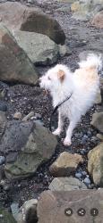 Reunited Female Dog last seen Ranger Creek Trail Crystal Mountain, Enumclaw, Pierce County, WA 98022