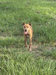 Found/Stray Female Dog last seen Mason Park, Houston, TX 77023