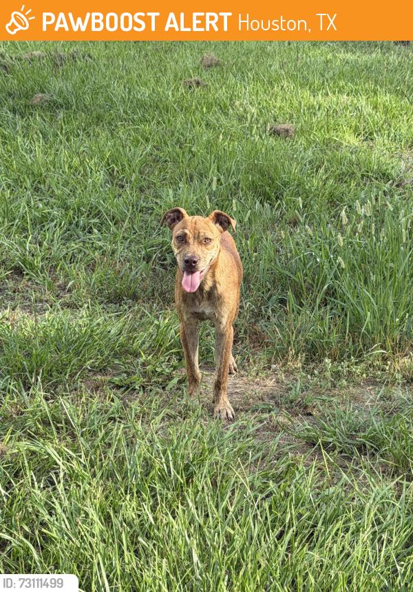 Found/Stray Female Dog last seen Mason Park, Houston, TX 77023
