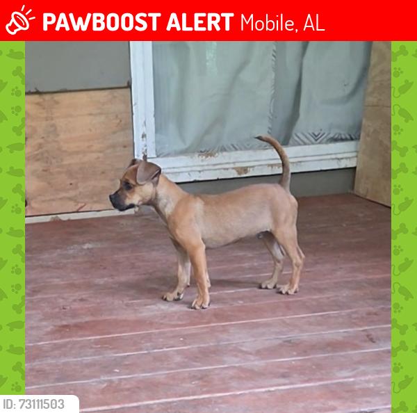 Lost Male Dog last seen Azeal Rd, Mobile, AL 36609