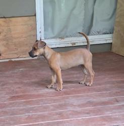 Lost Male Dog last seen Azeal Rd, Mobile, AL 36609