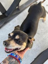 Found/Stray Female Dog last seen Atherton by bass pro shop, Manteca, CA 95337