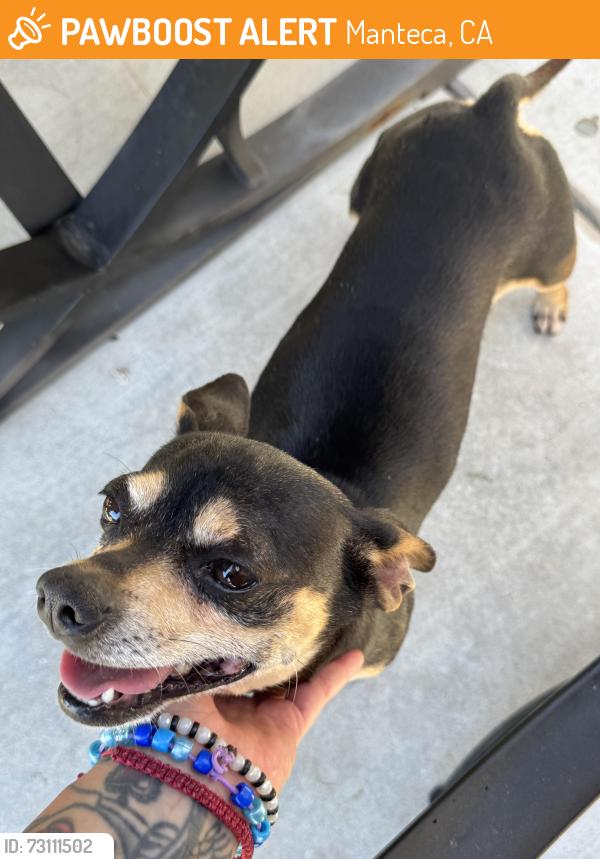 Found/Stray Female Dog last seen Atherton by bass pro shop, Manteca, CA 95337