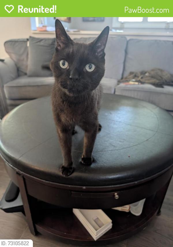 Reunited Male Cat last seen Mohawk/ West 18th , Hamilton, ON 